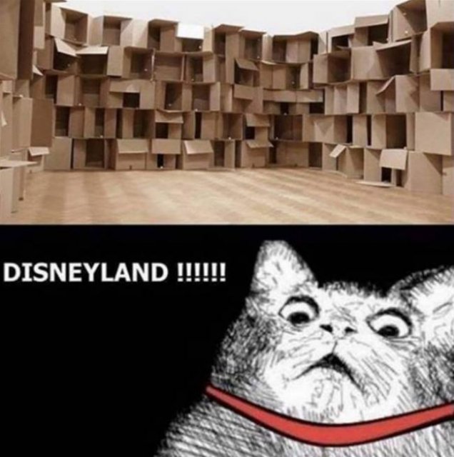 !Cat_Disneyland.jpg