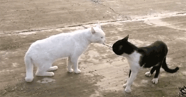crazy-cat-fight.gif