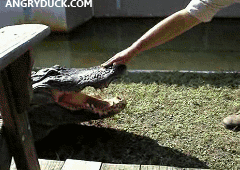 playing-with-gators.gif