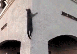 supercat.gif