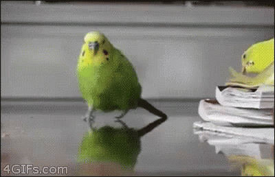 parrot under ifre.gif